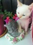 1723 180628 Schneeweisshen und Rosenrot 3jpg (7)